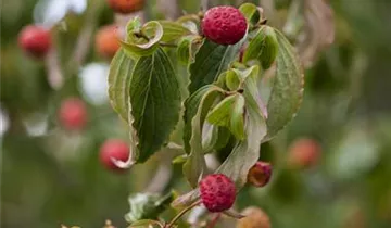 Snow Tower Dogwood