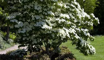 Snow Tower Dogwood