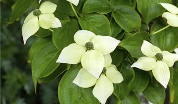 Snow Tower Dogwood