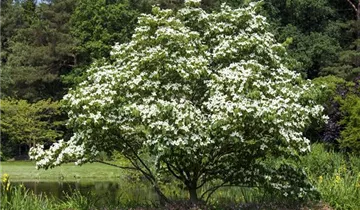 Snow Tower Dogwood