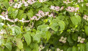 Snow Tower Dogwood