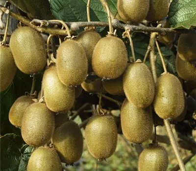 Actinidia deliciosa 'Jenny' (Kiwi)