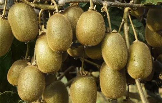 Actinidia deliciosa 'Jenny' (Kiwi)