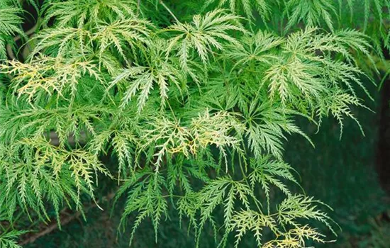 Acer palmatum 'Filigree'
