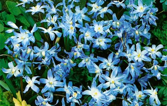 Chionodoxa luciliae