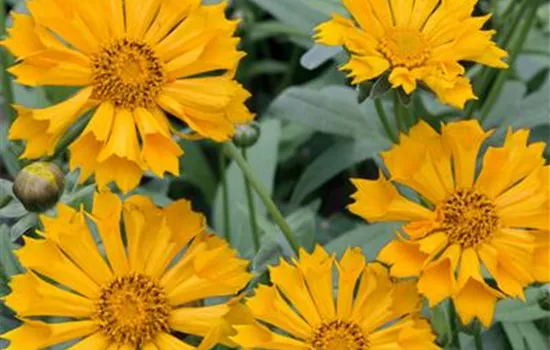 Coreopsis auriculata 'Jethro Tull'