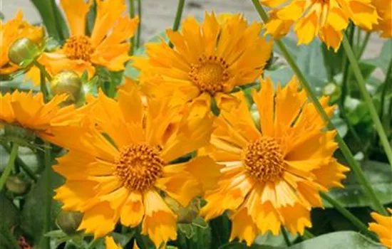 Coreopsis auriculata 'Nugget'