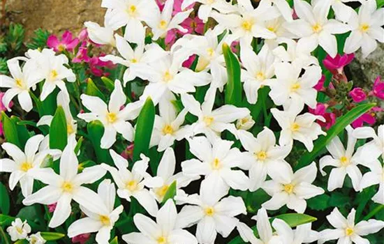 Chionodoxa luciliae 'Alba'