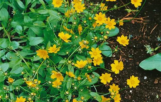 Coreopsis auriculata 'Nana'