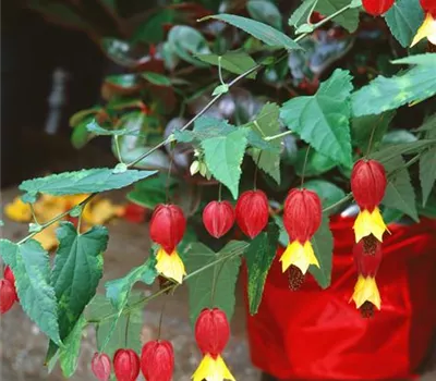 Abutilon megapotamicum