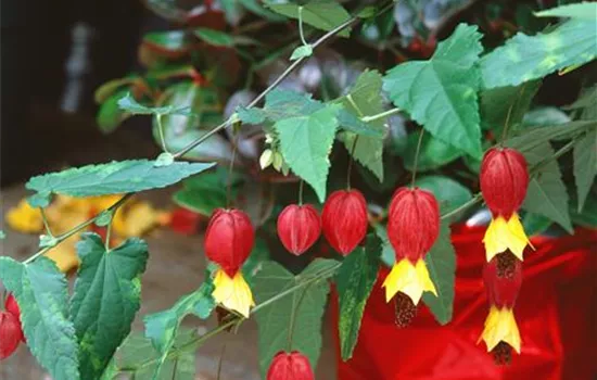 Abutilon megapotamicum