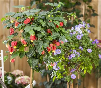 Abutilon megapotamicum, rot