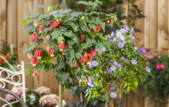 Abutilon megapotamicum, rot