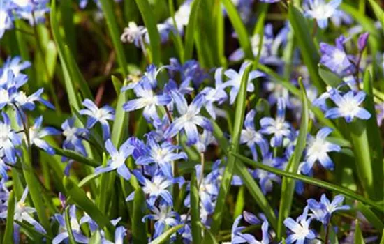 Chionodoxa luciliae var. forbesii