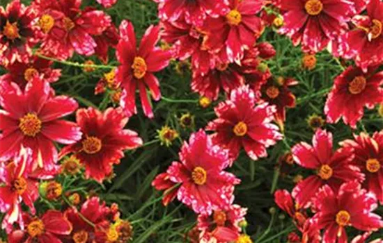 Coreopsis 'Cranberry Ice'