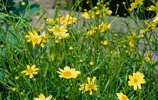 Coreopsis 'Creme Brulee'