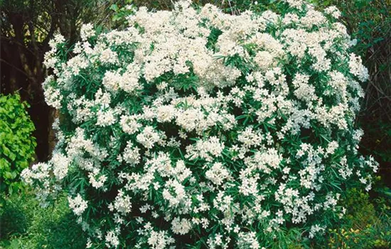 Choisya ternata Aztec Pearl