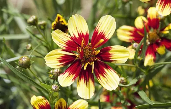 Coreopsis Crème Caramel