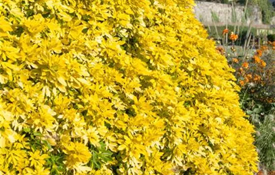 Choisya x dewitteana Limo Goldfingers