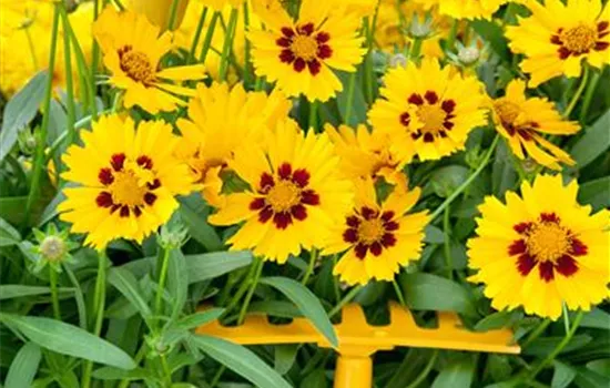 Coreopsis grandiflora 'Baby Sun'