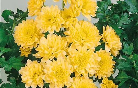 Chrysanthemum indicum, gefüllt, Mix