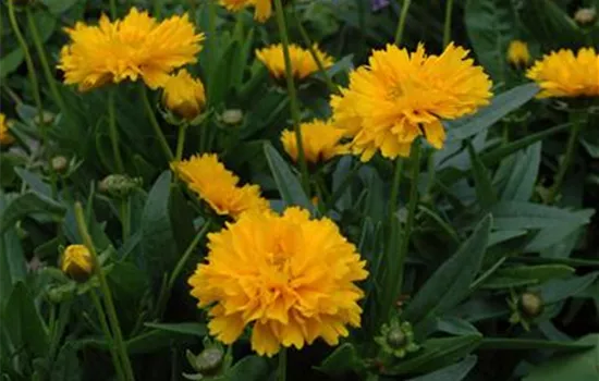 Coreopsis grandiflora Early Sunrise