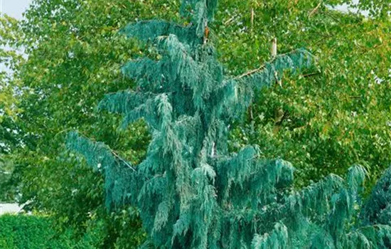 Chamaecyparis nootkatensis 'Glauca Pendula'