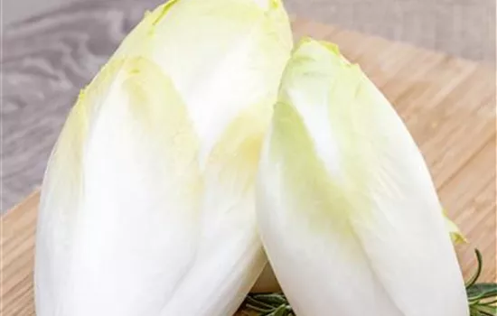 Cichorium intybus var. foliosum