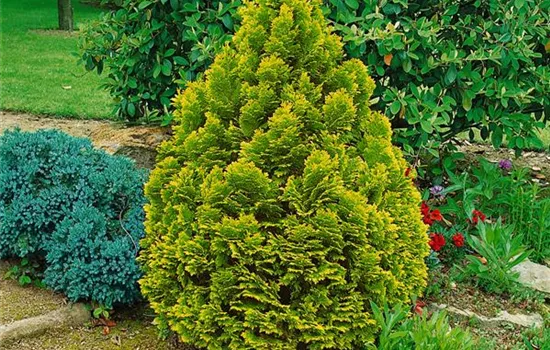 Chamaecyparis obtusa 'Aurea'