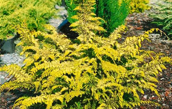Chamaecyparis obtusa 'Bronze Pygmy'