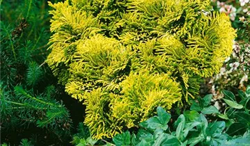 Hinoki-Scheinzypresse 'Chimaani-hiba'