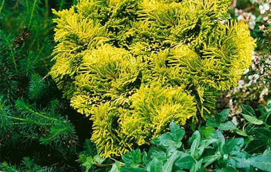 Chamaecyparis obtusa 'Chimaani-hiba'