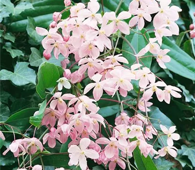 Clematis armandii 'Apple Blossom'