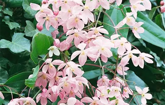 Clematis armandii 'Apple Blossom'