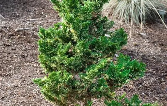 Chamaecyparis obtusa Compacta