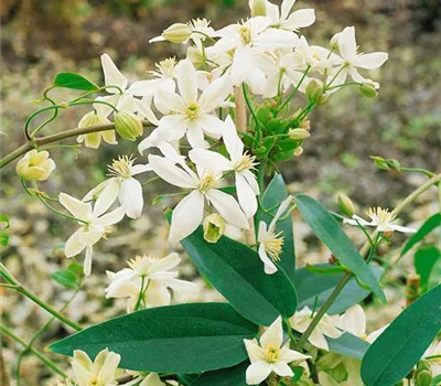 Clematis armandii 'Snowdrift'