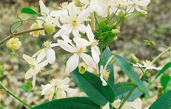 Clematis armandii 'Snowdrift'