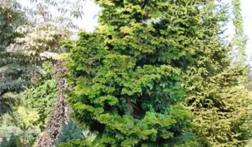 Hinoki-Scheinzypresse 'Confucious'