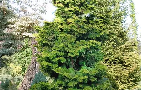 Chamaecyparis obtusa 'Confucious'