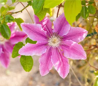 Clematis 'Bees Jubilee' (frühe Großblütige Gruppe)