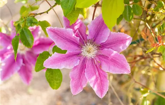 Clematis 'Bees Jubilee' (frühe Großblütige Gruppe)