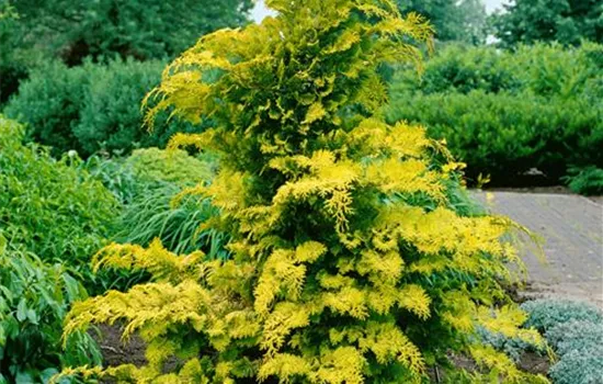 Chamaecyparis obtusa 'Crippsii'