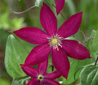 Clematis 'Bourbon'