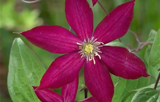 Clematis 'Bourbon'