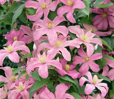 Clematis 'Comtesse de Bouchaud'