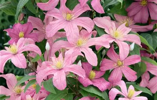Clematis 'Comtesse de Bouchaud'