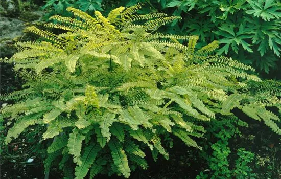 Adiantum pedatum