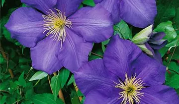 Waldrebe 'Danielle'