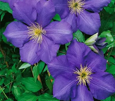 Clematis 'Danielle'