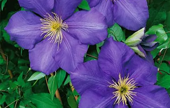 Clematis 'Danielle'